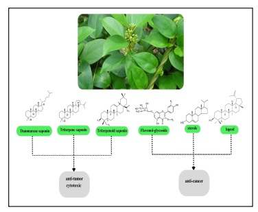 A Review of In Vitro and In Vivo Anti-oxidant and Anti-Cancer Activities of Gymnema Sylvestre