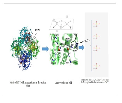 Structural and Activity Comparison of Native, Apo and Reconstituted Tyrosinase 