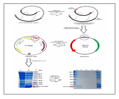 Overexpression and Purification of the Synthetic Human Proinsulin to Efficient Produce Glargine Insulin in E. coli 